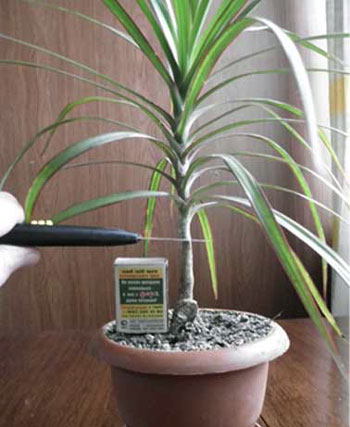 възпроизвеждане Dracaena