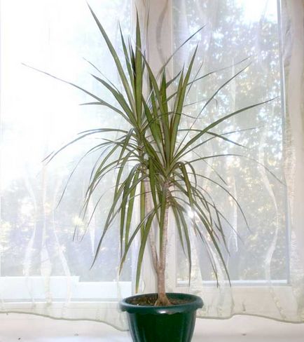 възпроизвеждане Dracaena