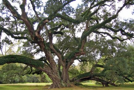 Oak (дърво) Описание