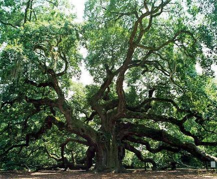 Oak - описание, видове, дъбови кори, полезни свойства