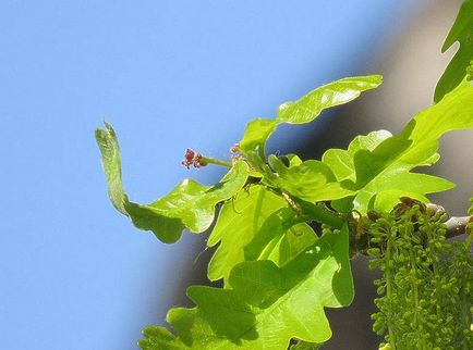 Oak - описание, видове, дъбови кори, полезни свойства