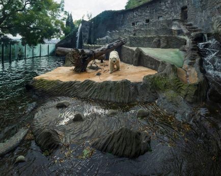 Покъртителната картина тъжен живот на полярните мечки в плен, umkra
