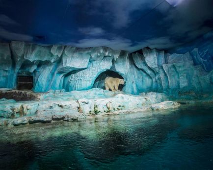 Покъртителната картина тъжен живот на полярните мечки в плен, umkra