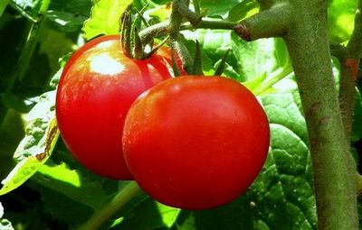 ИАОС дясната щипка домати