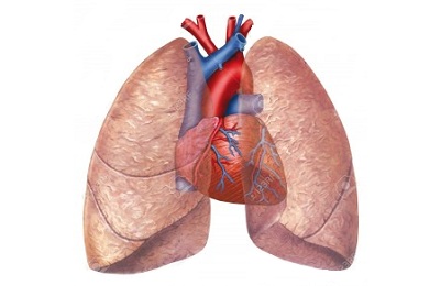 ЕКГ (кардиография) какво е то и диагностични функции