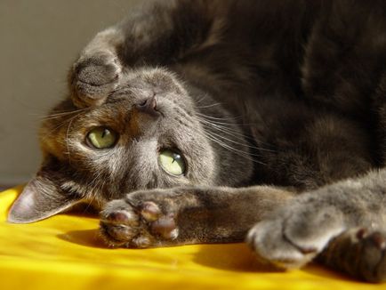 Европейска котка снимки на котки, цена на характера на породата, описание, видео