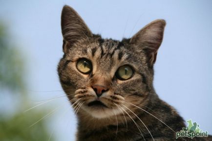 Европейска котка снимки на котки, цена на характера на породата, описание, видео