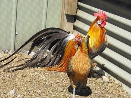 Финикс порода пилета - описание на съдържанието, снимки и видео