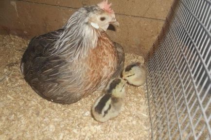 Финикс порода пилета - описание на съдържанието, снимки и видео