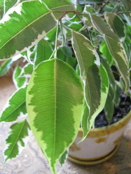 Ficus benjamina грижи трансплантация, поливане, снимки