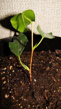 Ficus benjamina грижи трансплантация, поливане, снимки