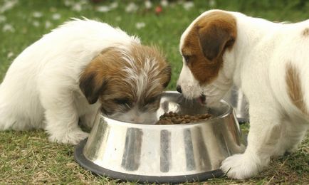 Fitokaltsevit инструкции на кучета за работа, състава и ветеринарните прегледи