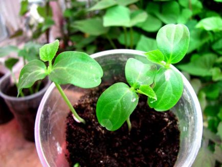 Kiva плодове - расте в дома