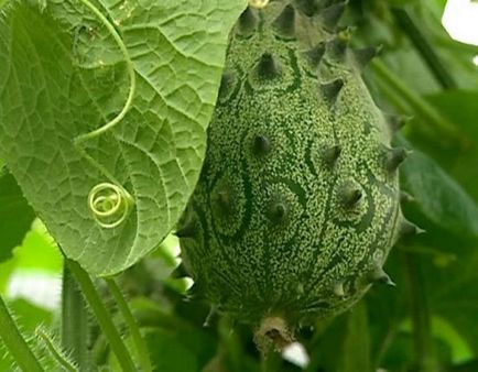 Kiva плодове - расте в дома