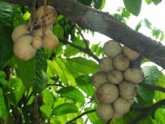 Longan плодове, свойства, състав и как да ядат плодове Longan