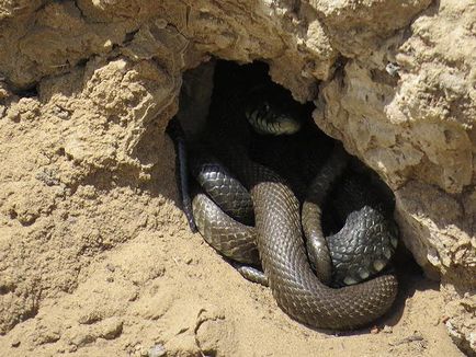 Къде змии зимуват в България, снимки