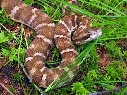Къде змии зимуват в България, снимки