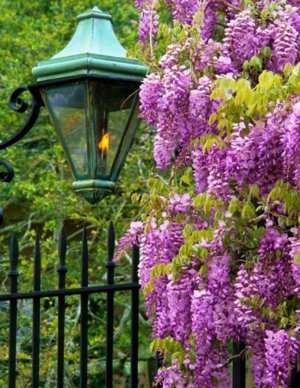 Wisteria засаждане и грижи за декоративни лози