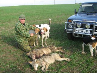 Кучета Бигъл - малко история, особено разлики в лова и квалификация