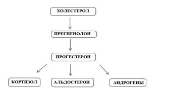 Надбъбречните хормони - studopediya