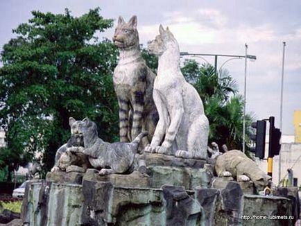 Градски котки - домашни любимци