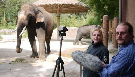 Talking Elephant (видео) - Environmental Digest