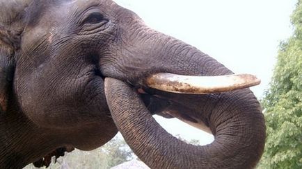 Talking Elephant (видео) - Environmental Digest