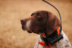 GPS-тракер за кучета (ловни яка Navigator), на кого ще бъде полезен и ще се побере в джоба