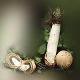 Mushroom Веселка, свят без вреда