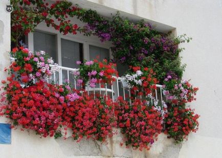 Идеи за това как да се украсяват фасадата на къщата с цветя