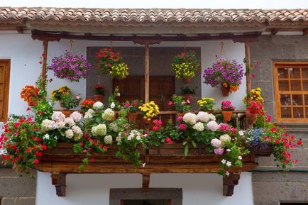 Идеи за това как да се украсяват фасадата на къщата с цветя