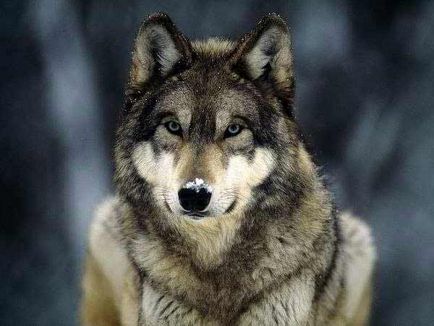 Интересни факти за вълци