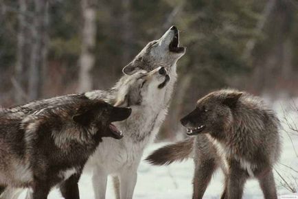 Интересни факти за вълци