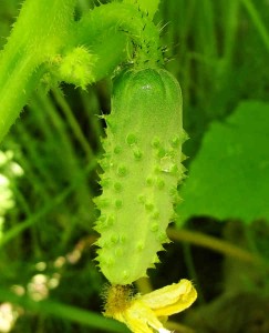 Историята на краставица - краставица