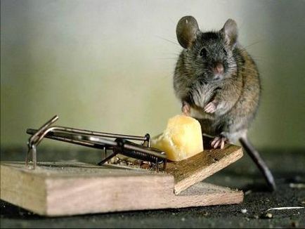 Да се ​​отървем от мишки в страната лекарствата от народната медицина завинаги
