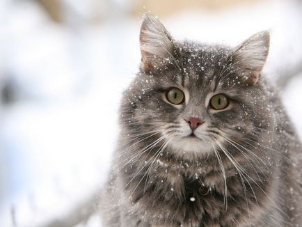 Каква е нормалната температура при котки и които влияят върху климата