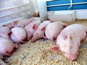 Как бързо растат прасетата, и които са необходими ваксинации