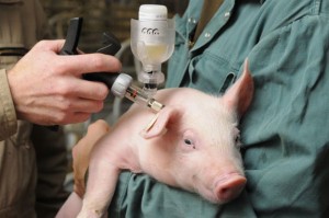 Как бързо растат прасетата, и които са необходими ваксинации