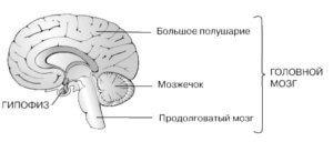 Как боли надбъбречните симптоми