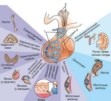 Кои хормони секретира от хипофизната жлеза - дама citytile