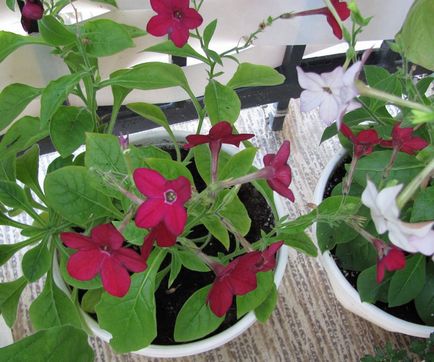 Какви цветя да се засадят на балкона и как да расте
