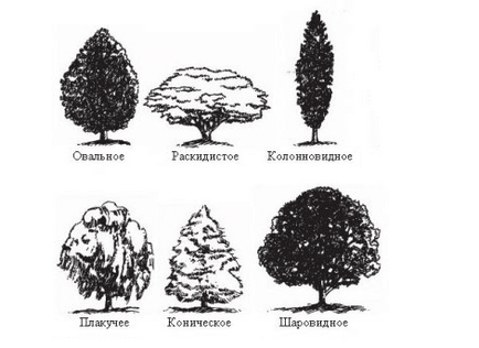 Какви видове корони на дърветата са и как да ги даде желаната форма