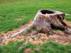 Как да се отървем от корените на дърветата в градината на