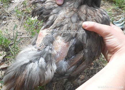 Как да се отървем от пиле въшки (peroedov) в кокошарника