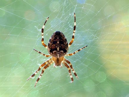 Как да се отървем от паяци в дома си