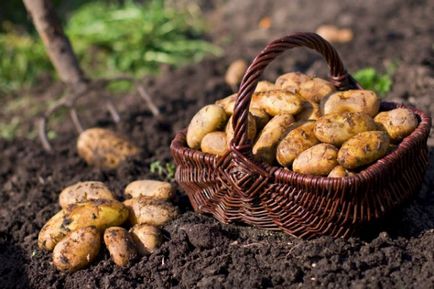 Как да се отървете от червеи по картофи, народни средства