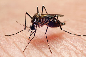 Как да се отървем от сърбеж след мехлемите и лекарствата от народната медицина против комари хапят - жена и ден