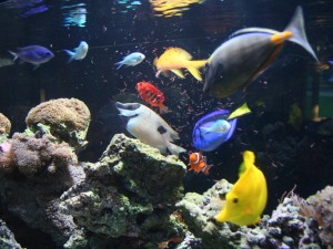 Как да се хранят аквариумни риби