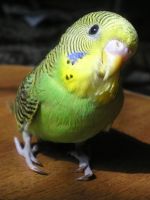 Как да се хранят с вълнисто папагалче