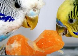 Как да се хранят с вълнисто папагалче